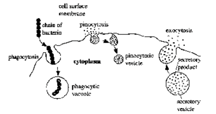 Cell Membrane